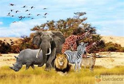 10 Facts About African Animals Fact File