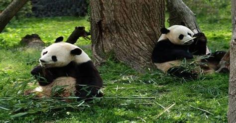 Extinction Of Panda 1 Min Read