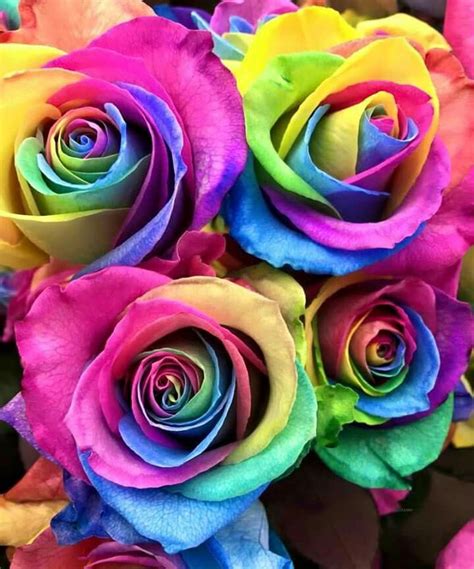Tye Dyed Rainbow Flowers Colorful Roses Pretty Flowers