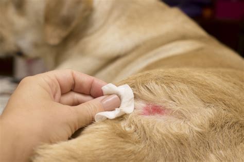 Skin Problems In Dogs That May Plague Your Dog Enchantingpets