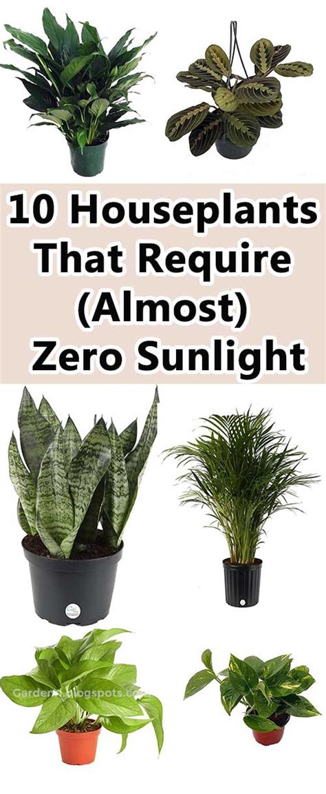 10 Houseplants That Require Almost Zero Sunlight