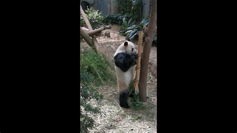 20220504 Giant Panda Kai Kai 凯凯 Eats Treats Before Lunch River
