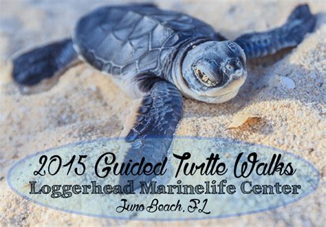 2015 Guided Turtle Walks Are Here