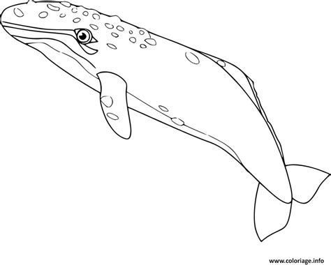 Coloriage Baleine Grise Dessin Baleine à Imprimer