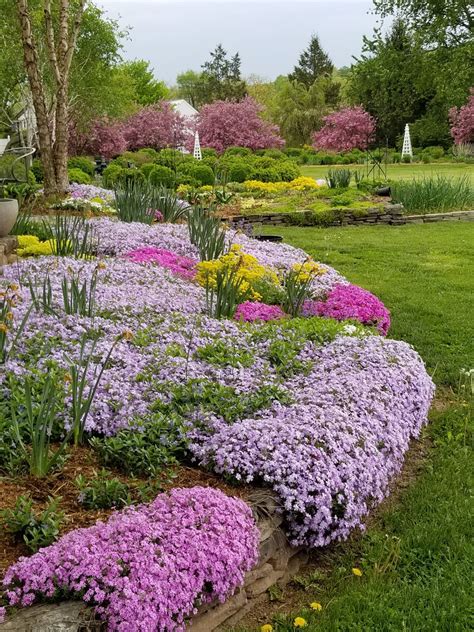 Tip prune while young to encourage dense foliage growth. Gardens at Bellsflower Farm - FineGardening | Evergreen ...