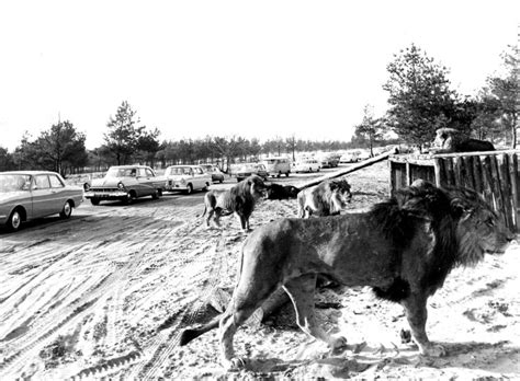 Geef ook uw ervaring door. Safaripark Beekse Bergen bestaat 50 jaar • Tilburgers.nl ...