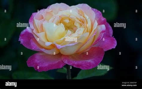 Rosa Baipeace Love And Peace Hybrid Tea Rose In Bloom Stock Photo Alamy