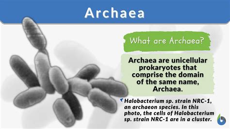 Archaea Definition And Examples Biology Online Dictionary