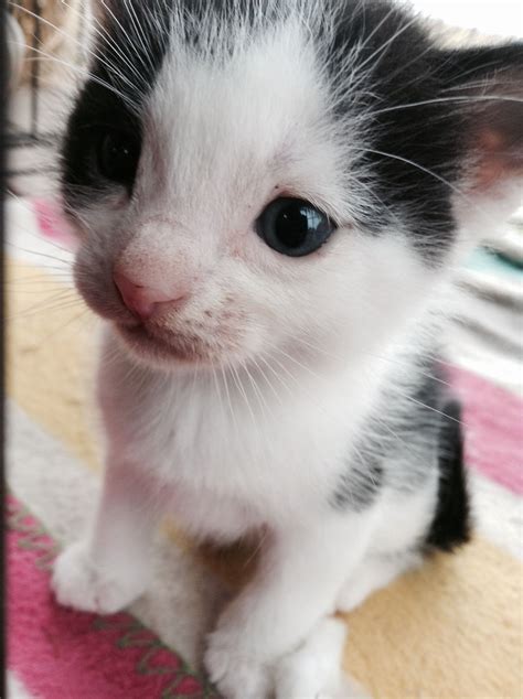 Cutest Kitten Ever 44e
