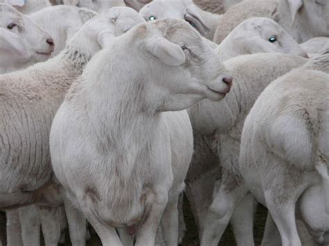 Australian Dorper Sheep Cluny Livestock Exports Pty Ltd