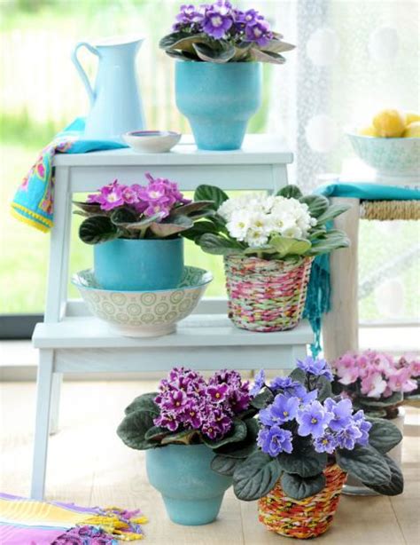 Neuheiten, pflanzen, samen, auswahl und preise für usambaraveilchen und gelangen so zu ihren favorisierten. Usambaraveilchen pflanzen und pflegen: - Mein schöner Garten