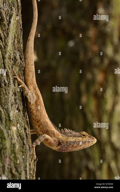 Beautiful Blue Crested Lizard Calotes Mystaceus In Thai Forest Stock