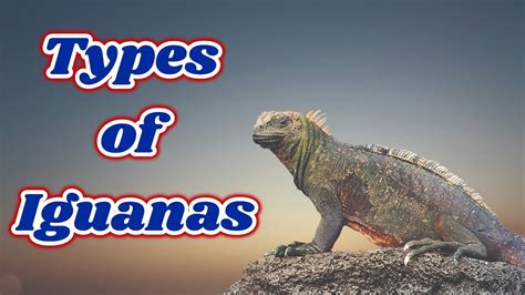 Types Of Iguanas Youtube