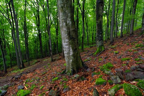 Travelandphotography Carpathian Beech Forest