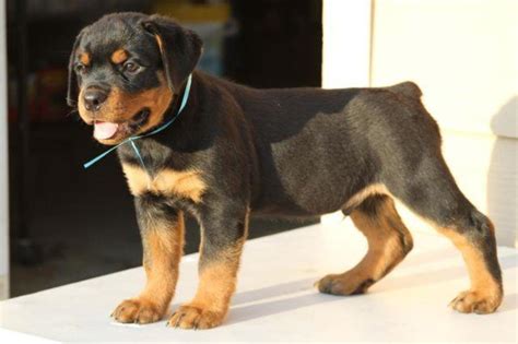 Find a rottweiler puppy from reputable breeders near you and nationwide. OUTSTANDING ROTTWEILER PUPPIES for Sale in Houston, Texas Classified | AmericanListed.com