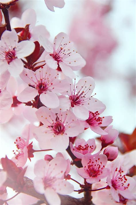 Hd Wallpaper Spring Spring Flowers Pink Pink Flowers Fresh Wood