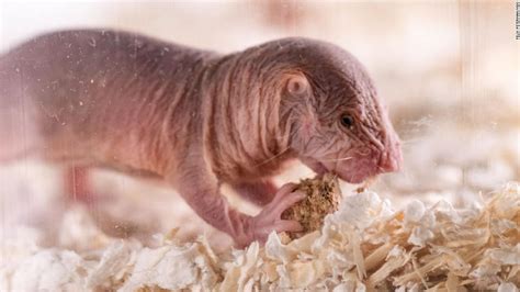 Naked Mole Rats Learn Their Language From Their Queens Hot Sex Picture