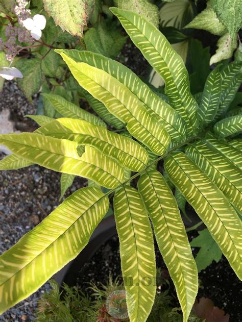 Striped Bamboo Fern Coniogramme Emeiensis Golden Zebra