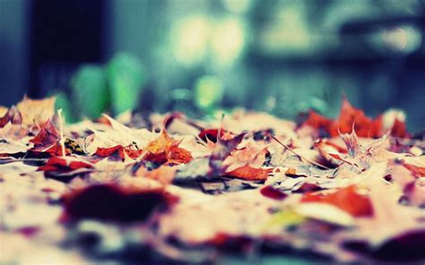 秋天地上的落叶唯美壁纸 壁纸图片大全