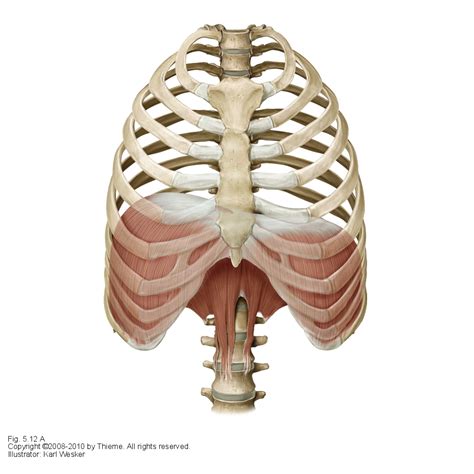 Pilates exercises for the intercostals muscles of the ribcage. The importance of Breathing Correctly | Farringdon Osteopaths