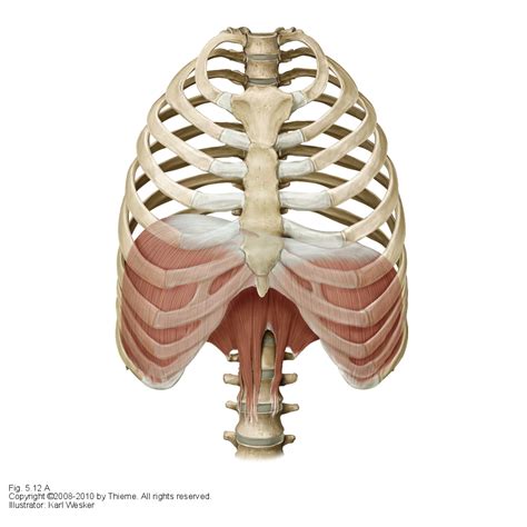 Other classifications subdivide ribs into typical and atypical. The importance of Breathing Correctly | Farringdon Osteopaths
