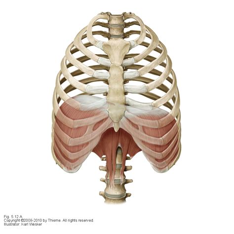 Please click on the diagram(s) to view larger version. The importance of Breathing Correctly | Farringdon Osteopaths