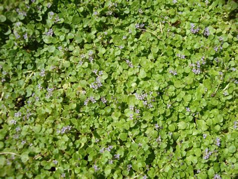I had planned to place them as a mossy bed around a japanese maple. danger garden: July 2010 Bloomday