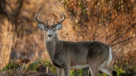 Fibromas are caused by a virus which is thought to be transmitted through various insect bites, or contaminated. Arkansas hunter 'dies after being attacked by deer he ...