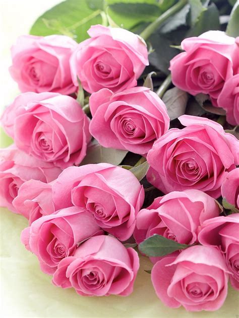 Beautiful Roses Roses Photo 41427465 Fanpop