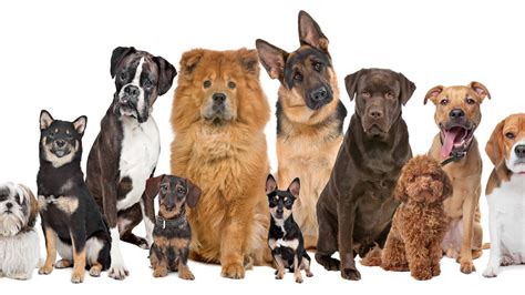 Top 10 Esa Dog Breeds Canine Styles