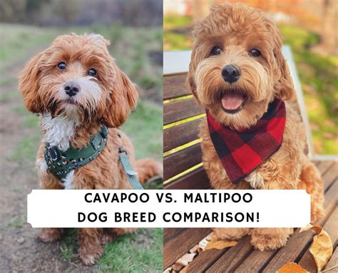 Maltipoo Pros And Cons Should You Get This Breed Story We Love Doodles