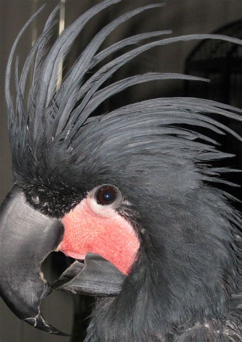 We offer pet finches for sale, parrots for sale, cockatiels for. Exotic Birds For Sale - Lone Palm Birds - Our Pet Birds