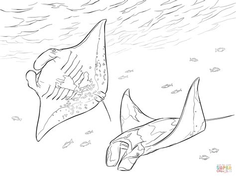 Two Manta Rays Coloring Page From Ray Category Select From Printable Crafts Of Cartoons