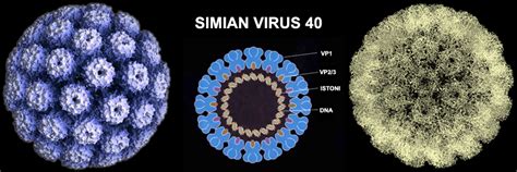 Virus
