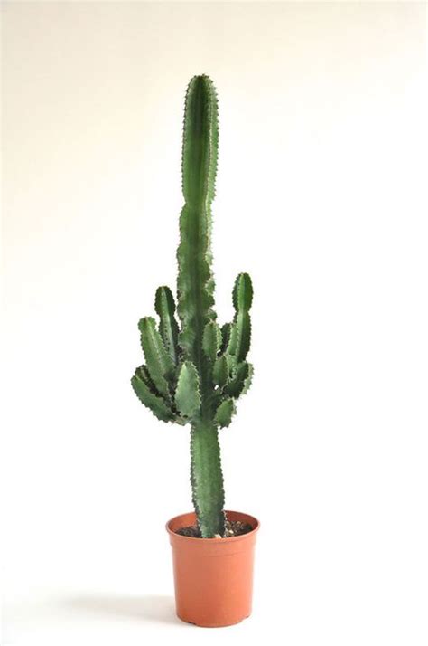 Using cactus plants in feng shui. Spotted : le végétal, le nouvel objet déco | Plantes de ...