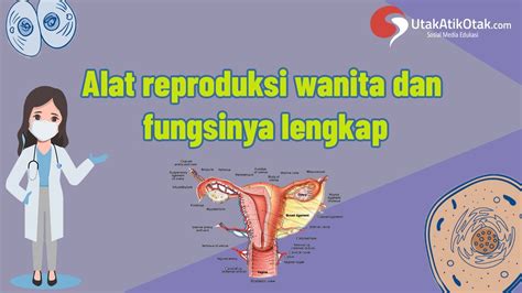 Sistem Reproduksi Wanita Gambar Beserta Keterangan Dan Fungsinya