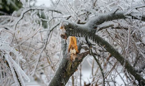 How To Prevent Recognize And Fix Winter Tree Damage Trees Unlimited