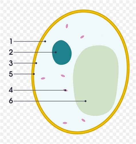 Yeast Cell Wall Fungus Diagram Png 2000x2121px Yeast Area Biology