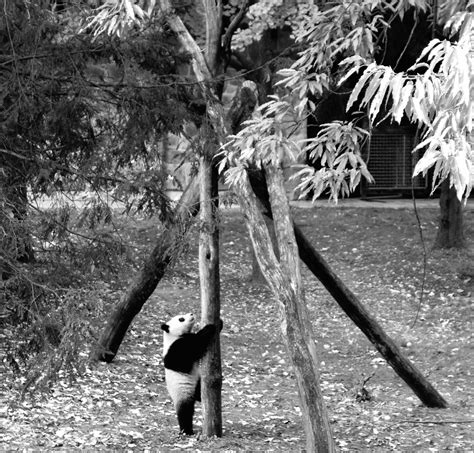 Xiao Qi Ji Giant Panda Cub At Smithsonians National Zoo I Flickr