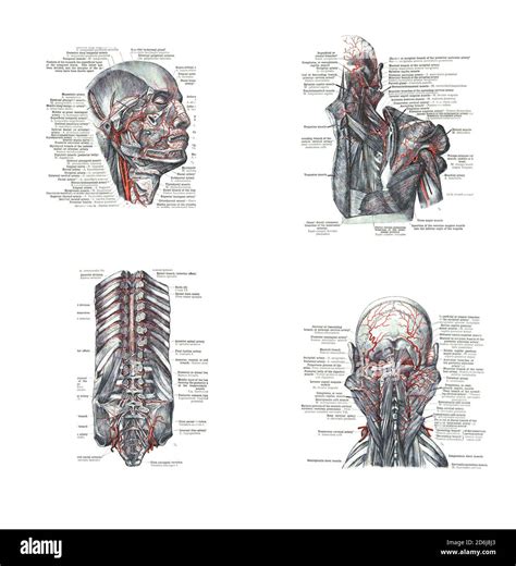 vues de la tête du dos et de la colonne vertébrale d un atlas de l anatomie humaine Carl