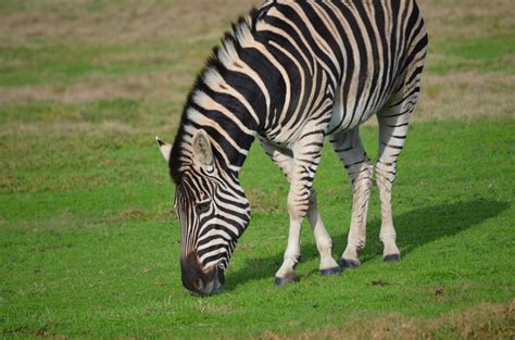 Werribee Zoo Melbournes Hidden Zoo Melbourne Australia Safari