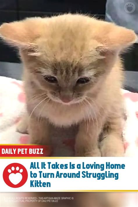 Sickly And Severely Underweight Angie The Dilute Ginger Kitten Seemed