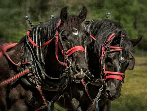 Dan Routh Photography Draft Horses