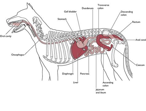Ch6 Veterinary Medicine Diagram Quizlet