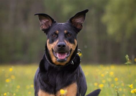 Mydogbreeders.com has over 10,000 dog breeder and puppy listings. Rottweiler Lab Mix: The Complete Labrottie Dog Breed Guide ...