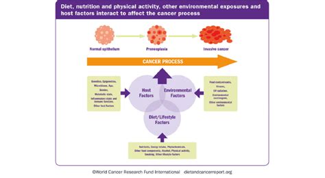 The Cancer Process Reproduced With Permission From The World Cancer