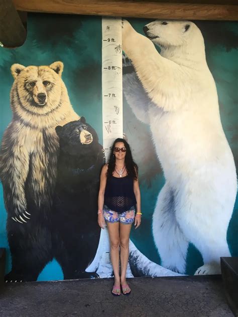 How Tall Is A Polar Bear Polar Bear Height Zooologist