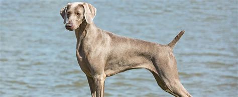 Greatbigcanvas.com has been visited by 10k+ users in the past month Weimaraner Dog Breed Profile | Petfinder