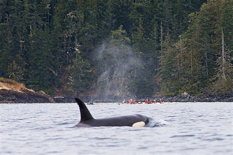 Spirit Of The West Kayaking In British Columbia Vancouver Island News