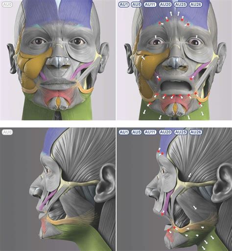 Facial Anatomy Head Anatomy Human Anatomy Drawing Anatomy Poses